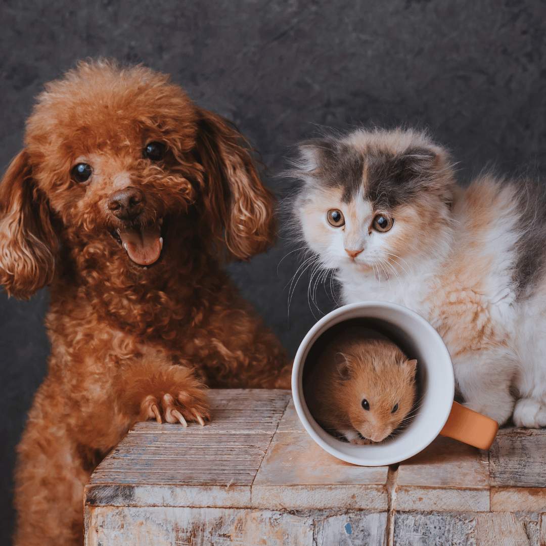 Momo Studio Gift Card