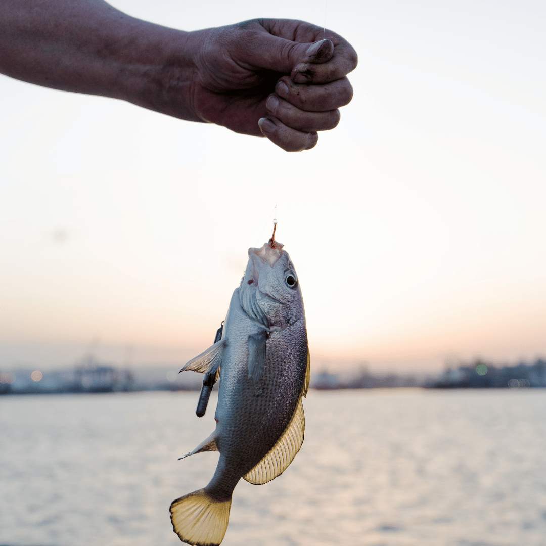 Advance Angler's Course