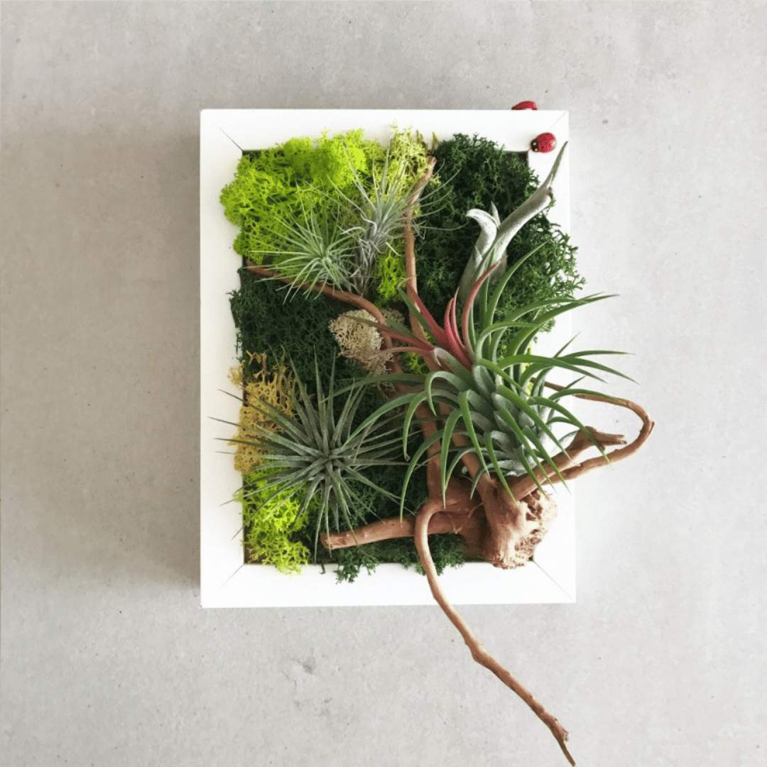 Air Plant Green Wall Workshop