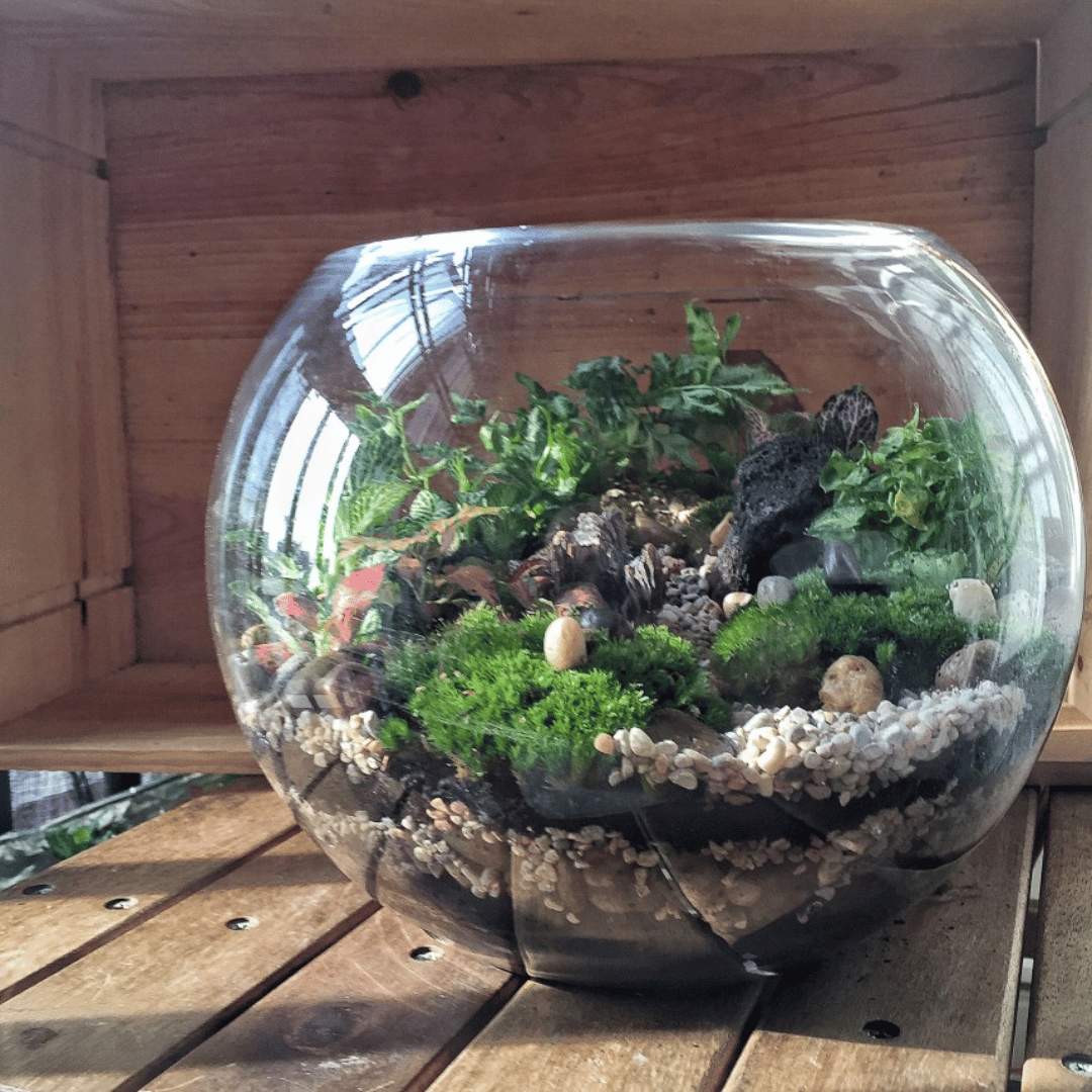 Open Foliage Terrarium Workshop