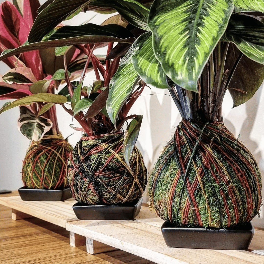 Kolordama Workshop (Regular Plant)