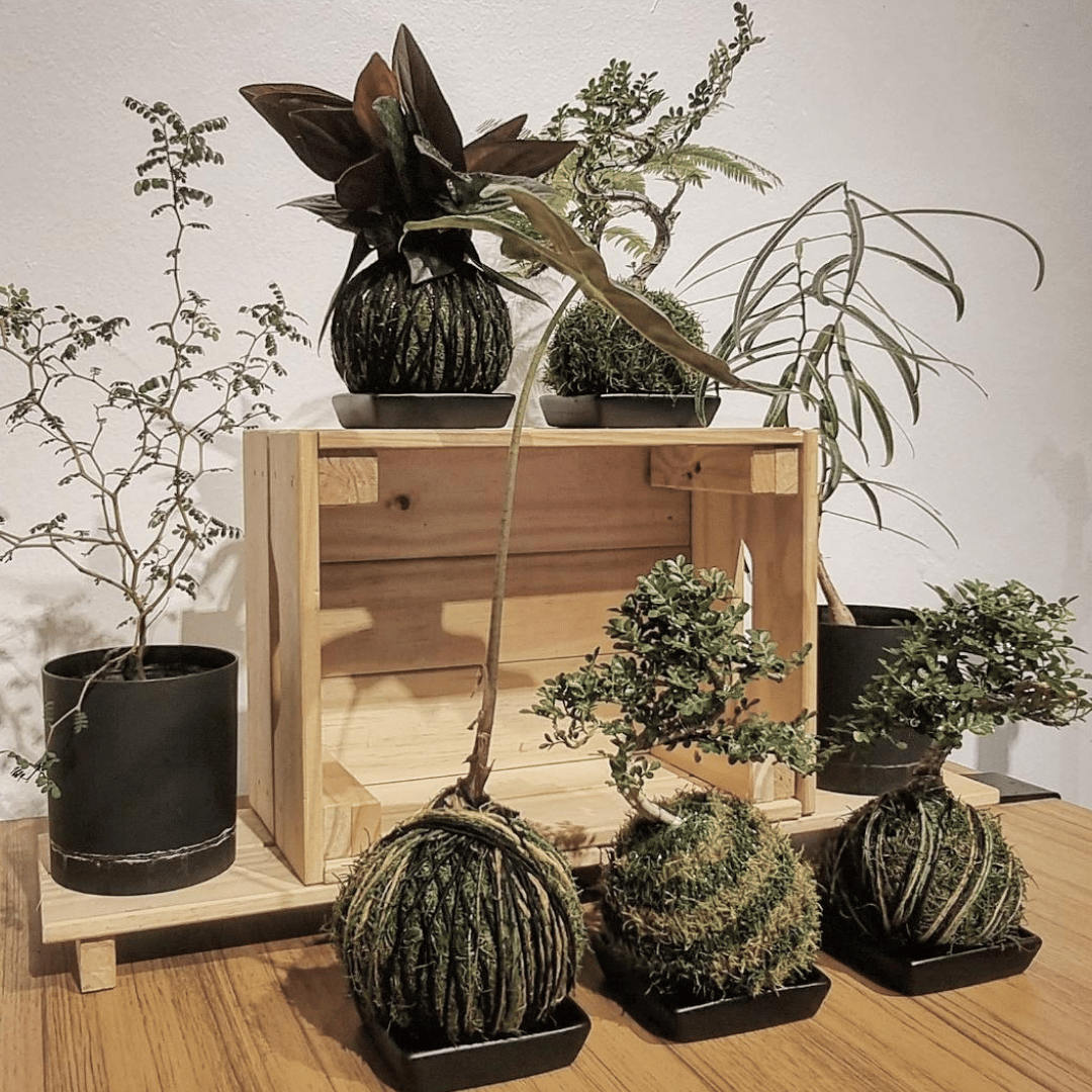 Kolordama Workshop (Premium Plant)